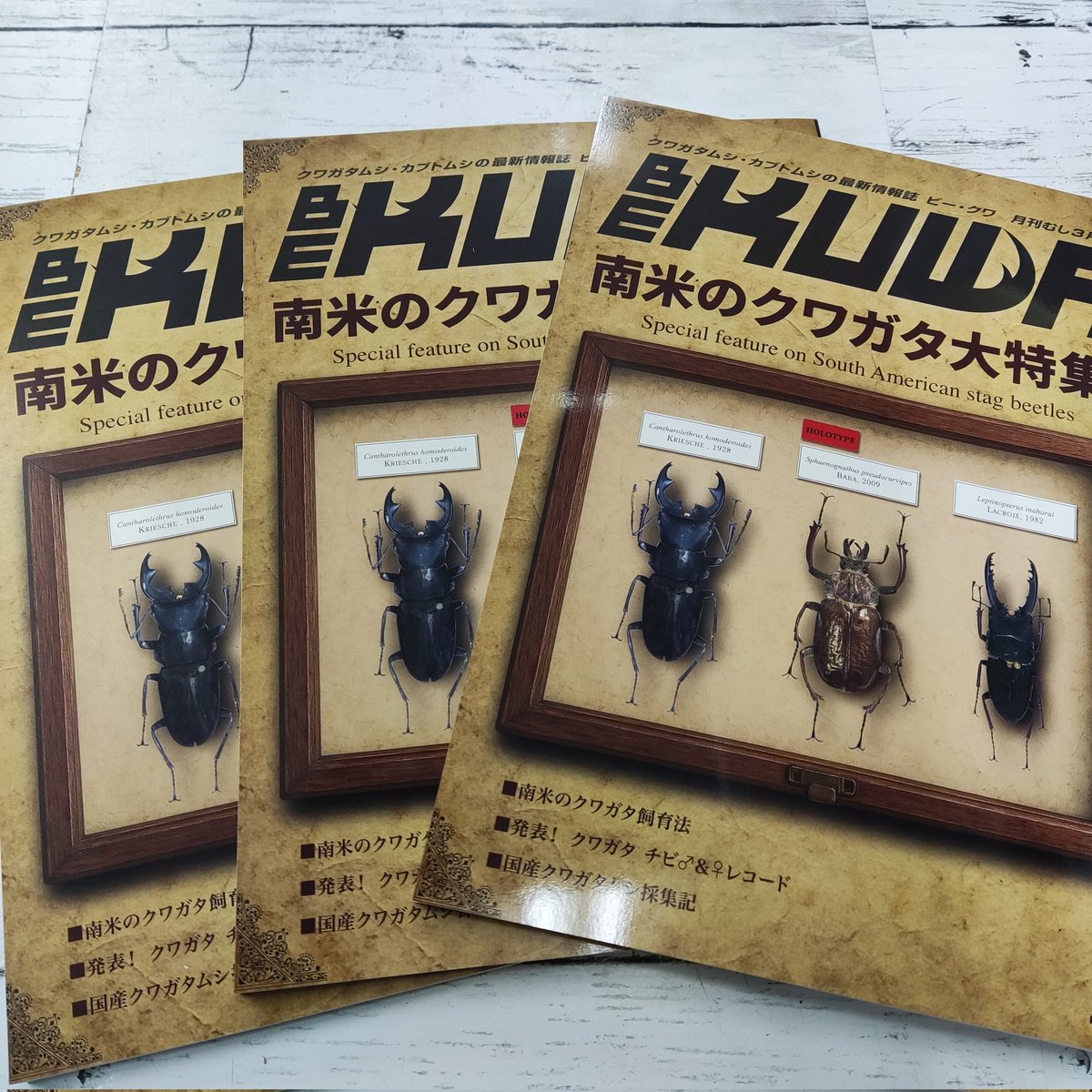 カブクワshopｰMKｰ (@shop_MK_) / Posts / X