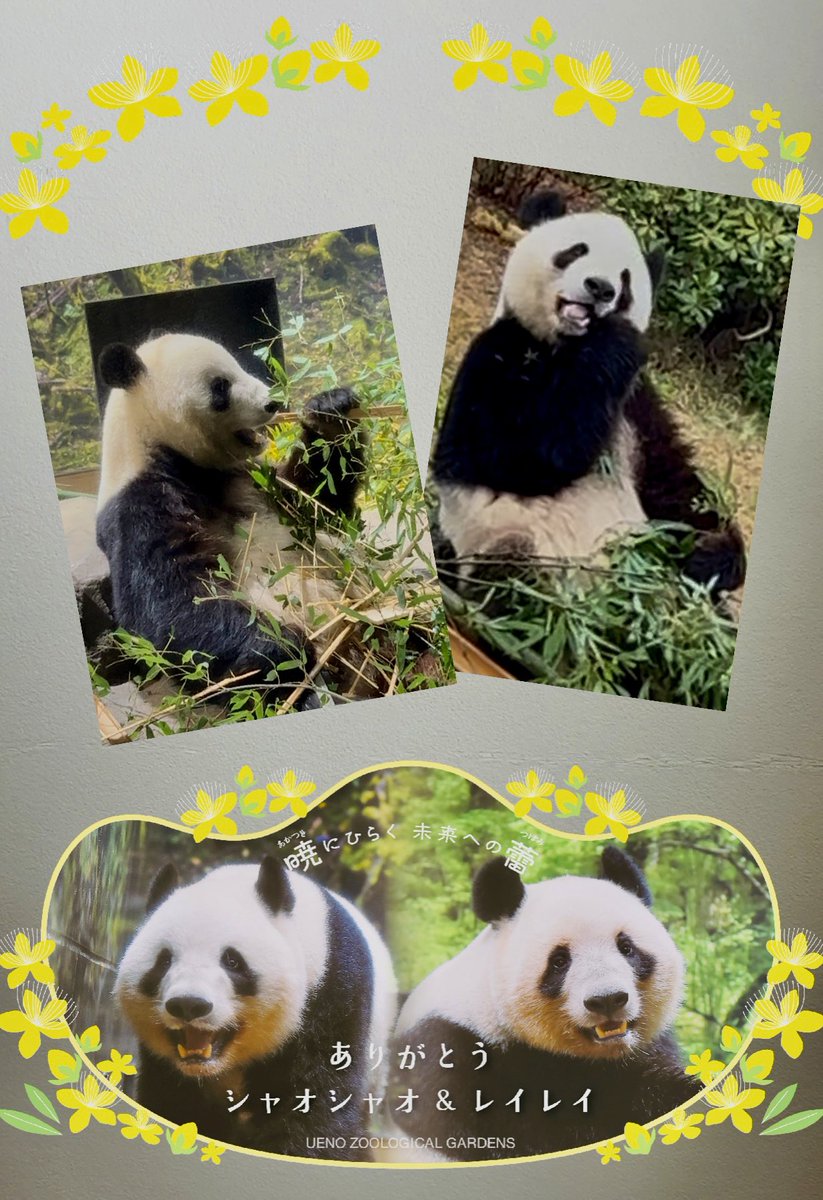 no715el's tweet photo. レイちゃん🐼シャオ君
　　ありがとう😊元気でね♡

#上野動物園 
#シャオレイ https://t.co/S8HCuAT4bS