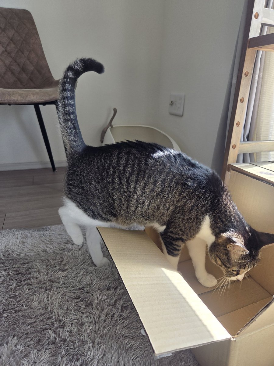 つくねページ Post by つくね on X: つくのおうちや。