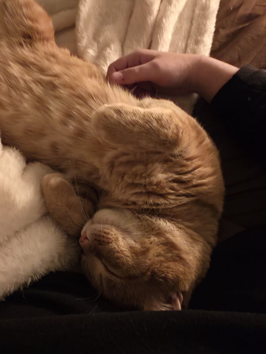 SLSHPILE's tweet image. all this thing does is sleep and be fat