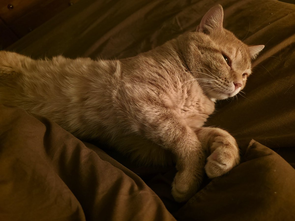 SLSHPILE's tweet image. all this thing does is sleep and be fat