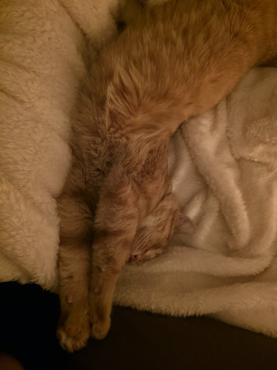 SLSHPILE's tweet image. all this thing does is sleep and be fat