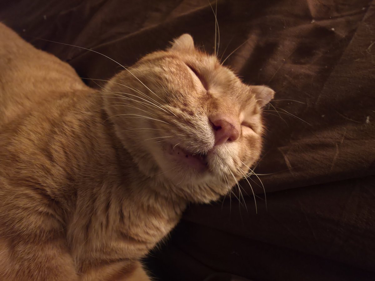 SLSHPILE's tweet image. all this thing does is sleep and be fat