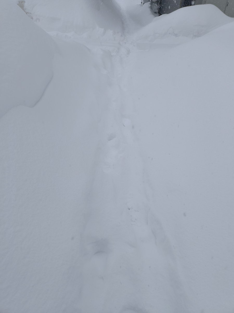 道がほぼなくて歩いたり走ったりだったけど完走！
絵馬かいたしかえろ！