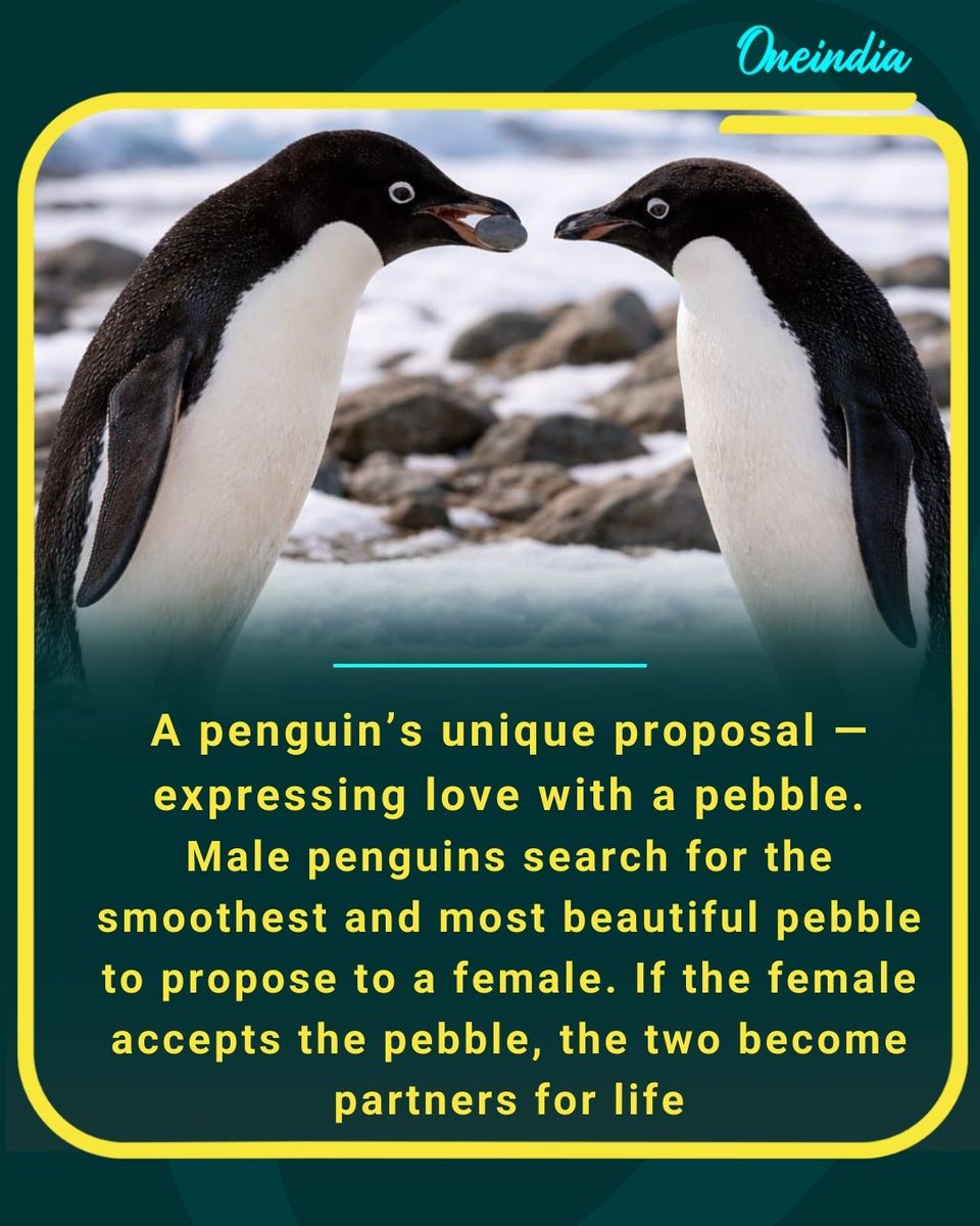 Oneindia's tweet image. A penguin’s unique proposal — expressing love with a pebble.
Male penguins search for the smoothest and most beautiful pebble to propose to a female. If the female accepts the pebble, the two become partners for life

#PenguinLove #NatureStories #WildlifeFacts #AnimalBehaviour