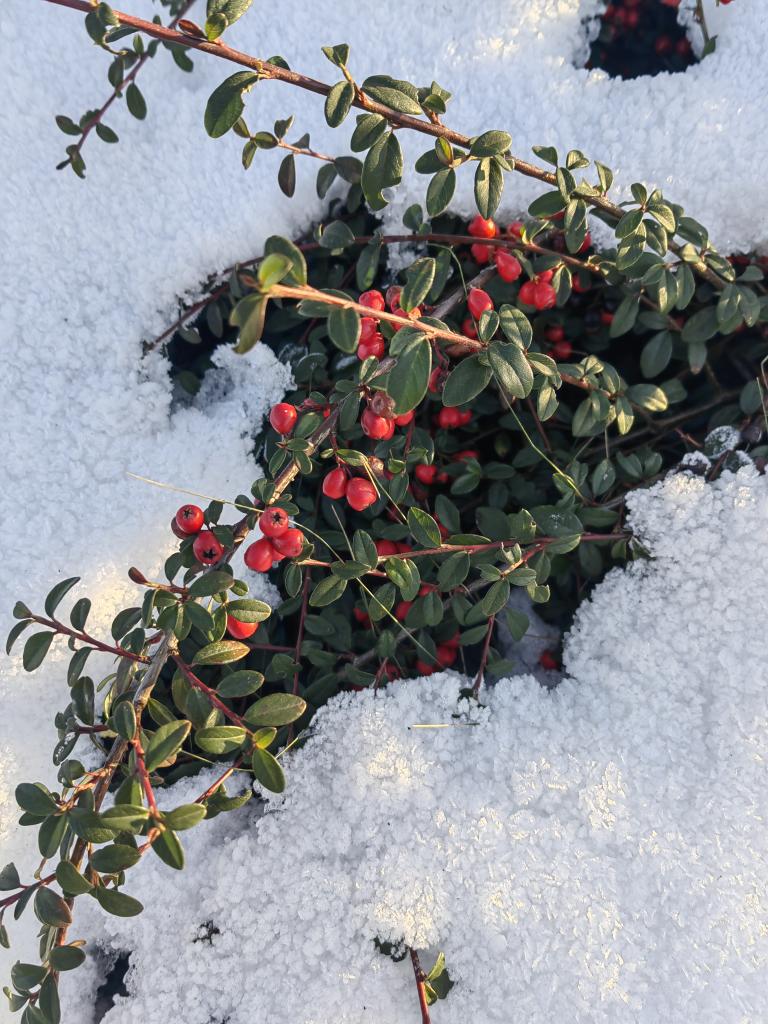 pawelekg's tweet image. Śnieg i wciąż zielone listki i czerwone owoce, jagody, na gałązkach krzaczka. Śnieżek! :) Snow in the sunshine and dark green leaves and red fruits on bush tree branches. Nature looking very pretty! My photos #photography #NaturePhotography #WinterWonderland 📷❄🌳🌿🏵😊🧡💚🤍