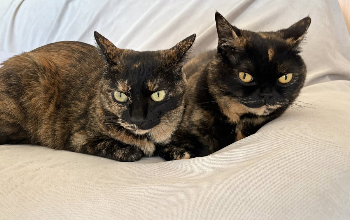 さびニャンズ (@sabinekonyans) / Posts / X