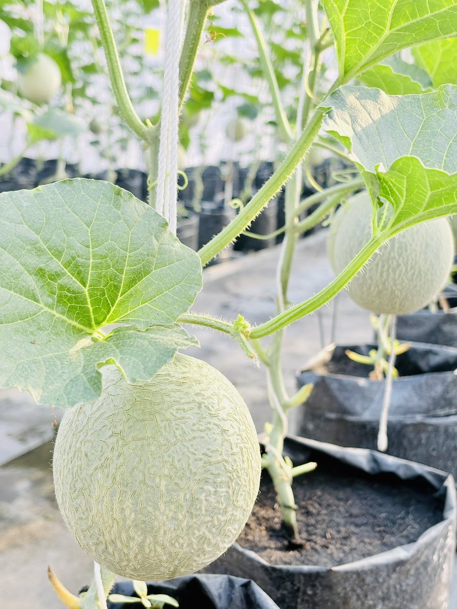 น้องซังซื้อเมล่อนพี่มั้ยลูก🤣😅