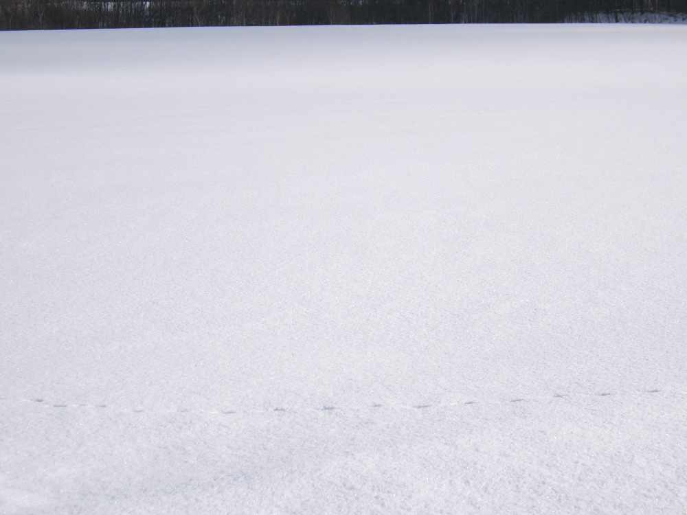 さっき積もったばかりのパウダースノーが✨きらきら。雪にうんざりする日もあれば、胸が躍る瞬刻もある。