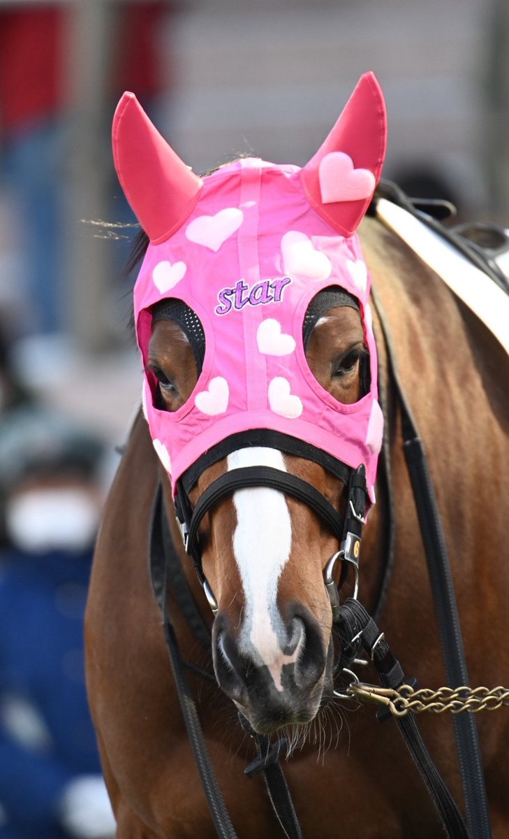 スペシャルウィーク血族馬