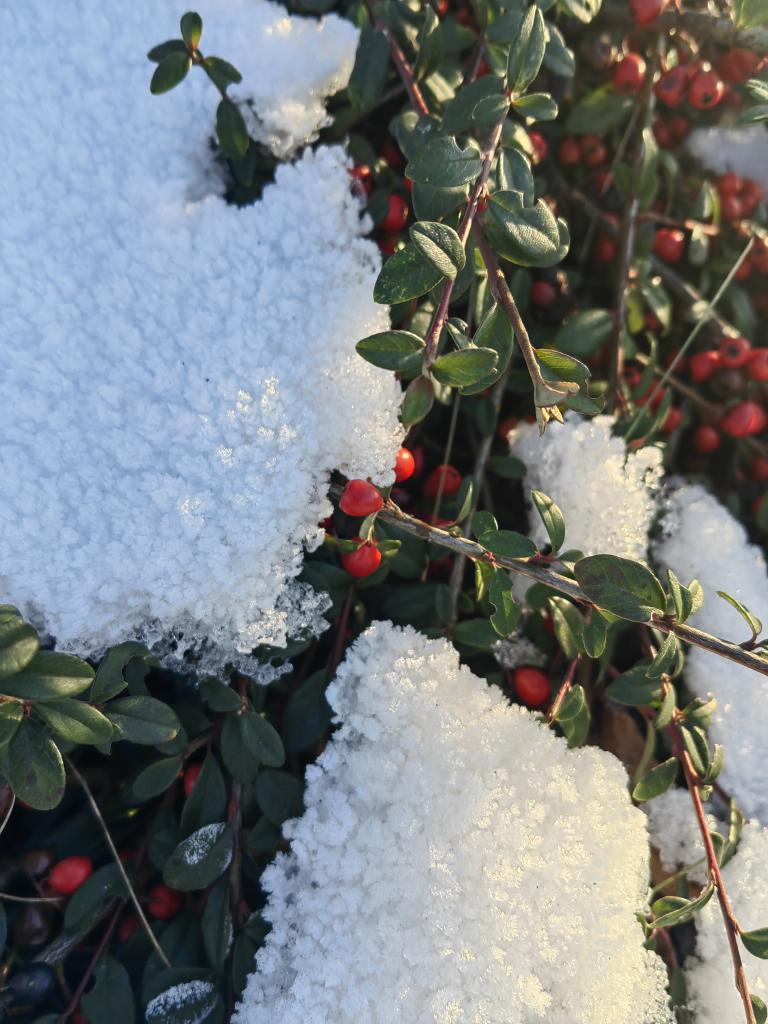 pawelekg's tweet image. Śnieg i wciąż zielone listki i czerwone owoce, jagody, na gałązkach krzaczka. Śnieżek! :) Snow in the sunshine and dark green leaves and red fruits on bush tree branches. Nature looking very pretty! My photos #photography #NaturePhotography #WinterWonderland 📷❄🌳🌿🏵😊🧡💚🤍