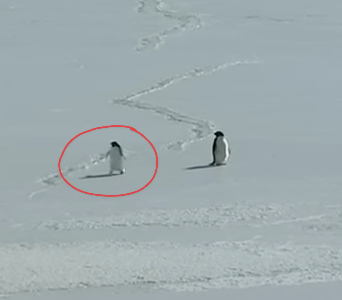 DVOCrypto tweet media