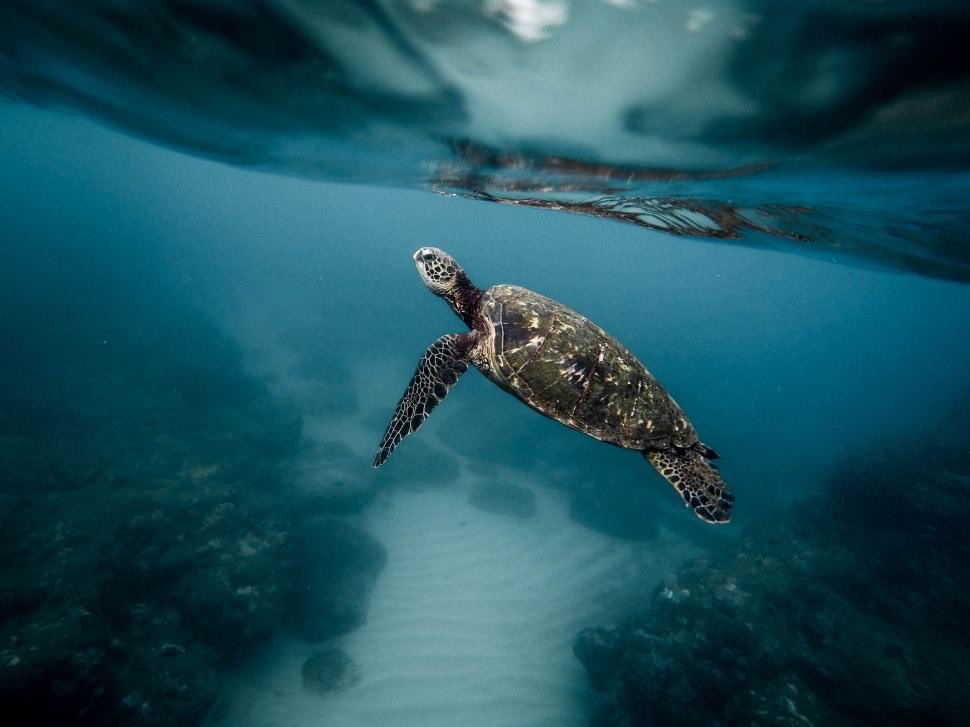 rservcocto's tweet photo. Speed means nothing when your journey is built on patience & consistency.
Slow is smooth. Slow wins. Who’s with me? 💪 #TurtleTheory #SlowAndSteady https://t.co/YjyHKpablb