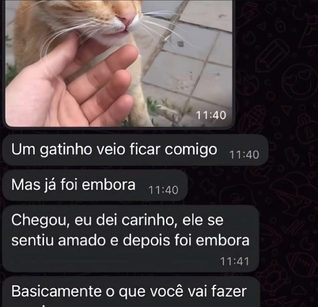 gatos fazendo gatices (@gatinarios) on Twitter photo 