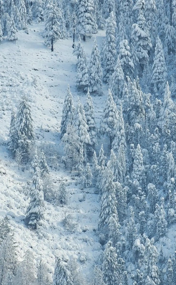 Sahilmanhas_'s tweet photo. @vishesh_jk After The Snowfall ❄️😍 BHADERWAH https://t.co/kZxjvUbTKx