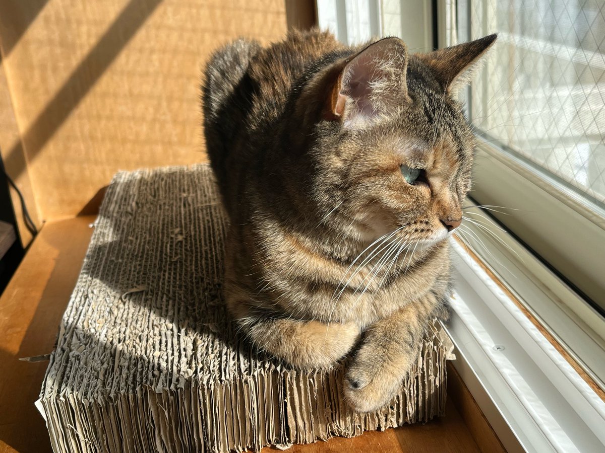 👒麦わらねこViviさん (@chibikiji) / Posts and Replies / X