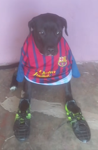 KratosQuant's tweet photo. This random ass dog just got 2.2MILL likes i 1 day and 13MILL views. 

Is the perfect narrative to send with nonsense. 

Just a random ass tiktok DOG. 

EMBARCE THE "ICONO SUPER PRIME"

LINK: https://t.co/N5WbAehz6p https://t.co/ZBULXjObJh
