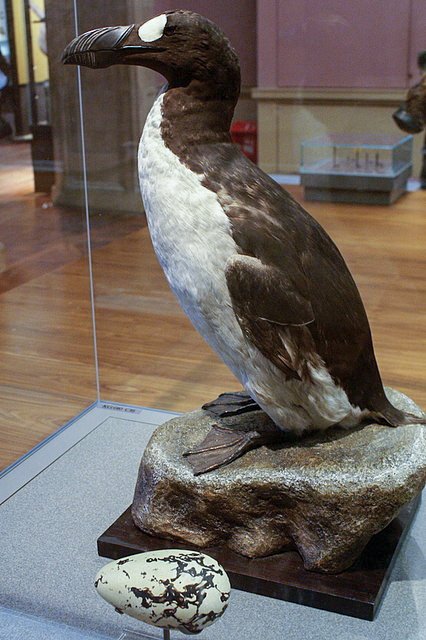 rie_tetsuya's tweet photo. The great auk (Pinguinus impennis), also known as the penguin or garefowl, is an extinct species of flightless alcid that first appeared around 400,000 years ago and became extinct in the mid-19th century. It was the only modern species in the genus Pinguinus. It was not closely related to the penguins of the Southern Hemisphere, which were named for their resemblance to this species
