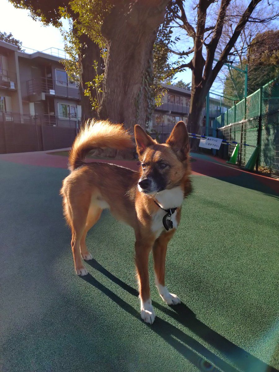 冷たい朝。
ドッグラン独り占め。

あめ🐶

#保護犬