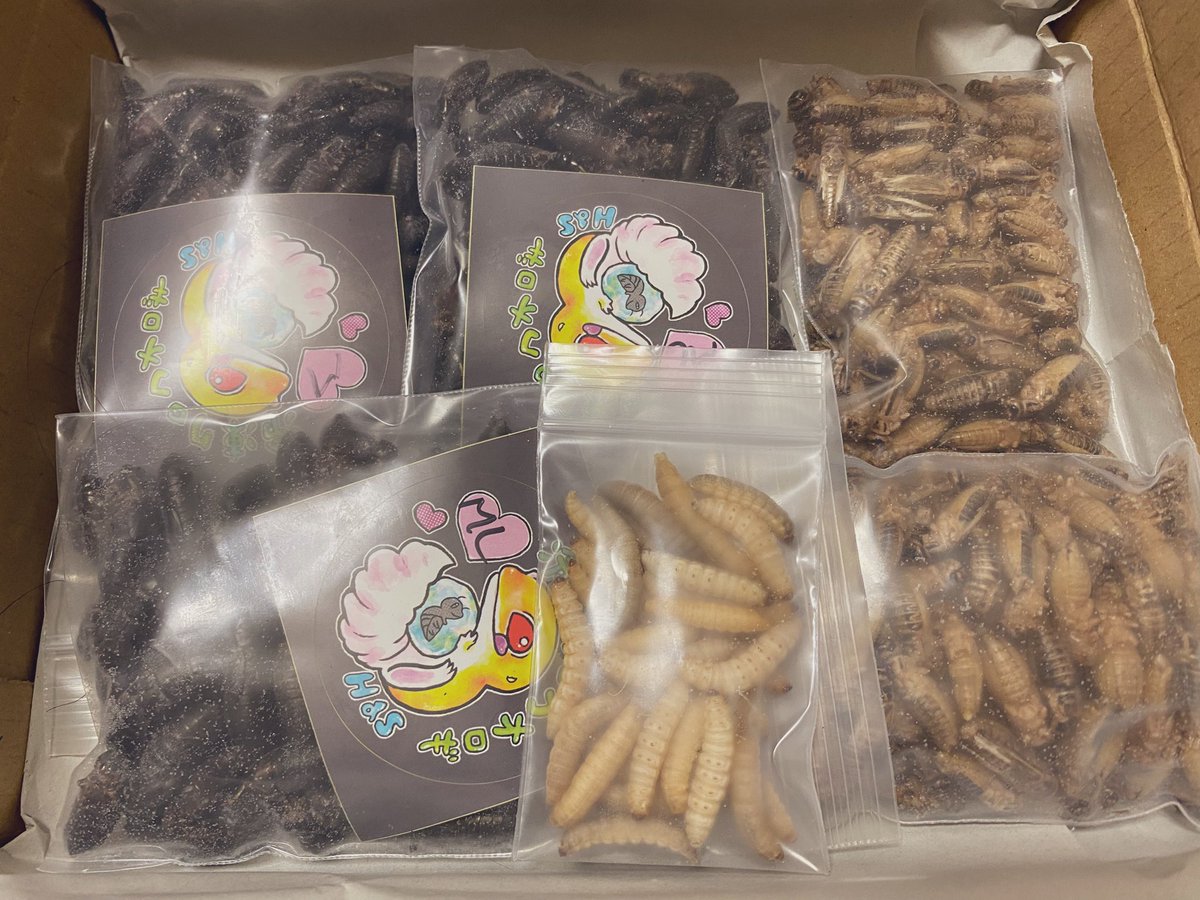 はいどあんどしーく.🎃エキゾ&えさやさん (@cagexxx) / Posts / X