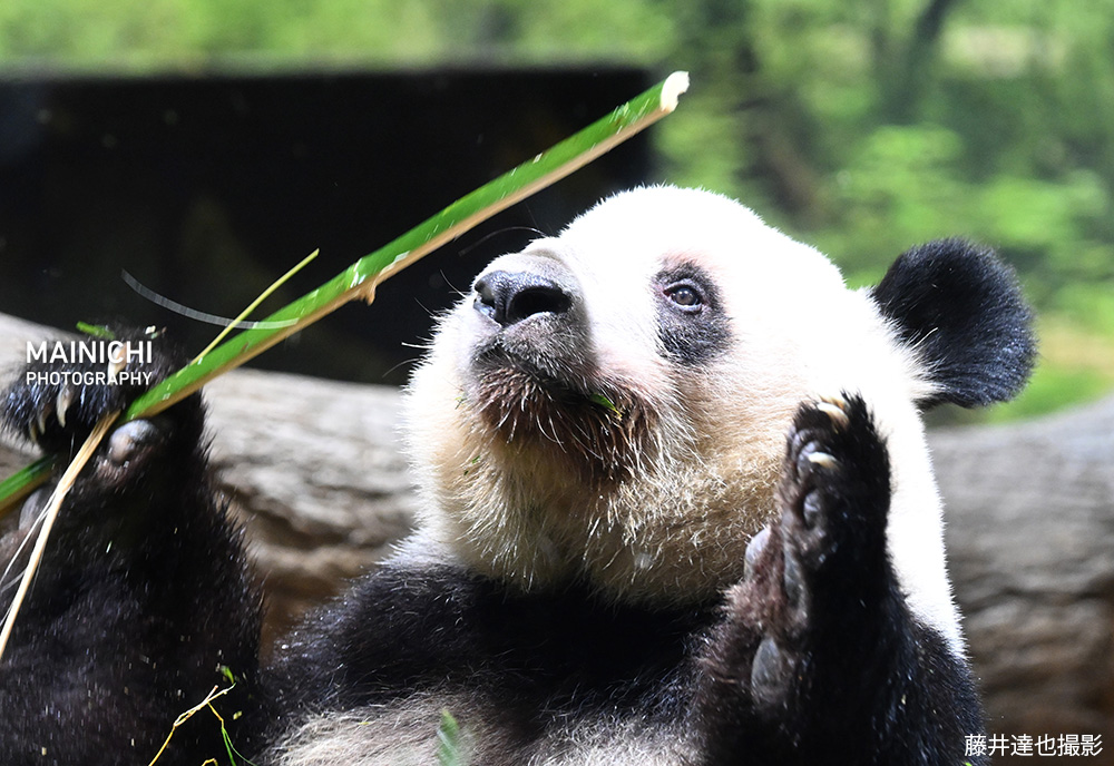 東京・上野動物園の双子のジャイアントパンダ、シャオシャオとレイレイが、最後の一般公開を迎えました。27日に中国へ返還されます。
写真特集→mainichi.jp/graphs/2026012…