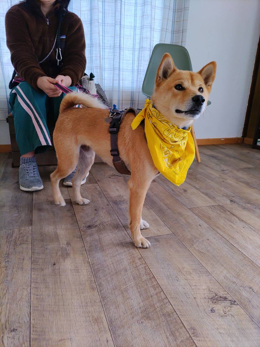 ちばわん(犬猫保護) tweet media