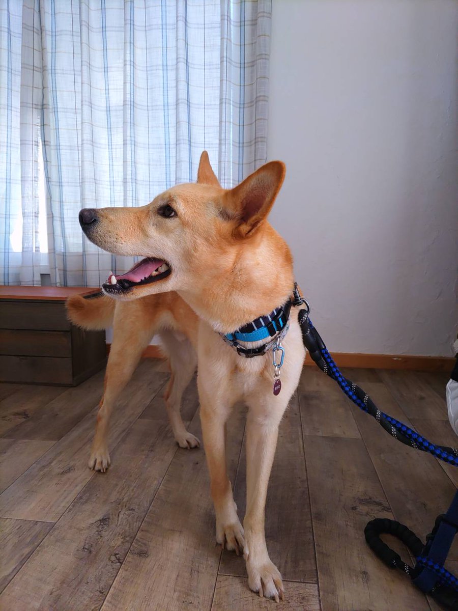 ちばわん(犬猫保護) tweet media