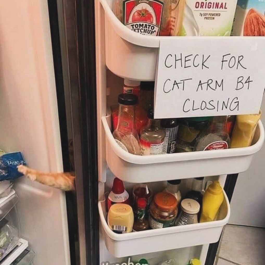 PunchingCat's tweet image. 