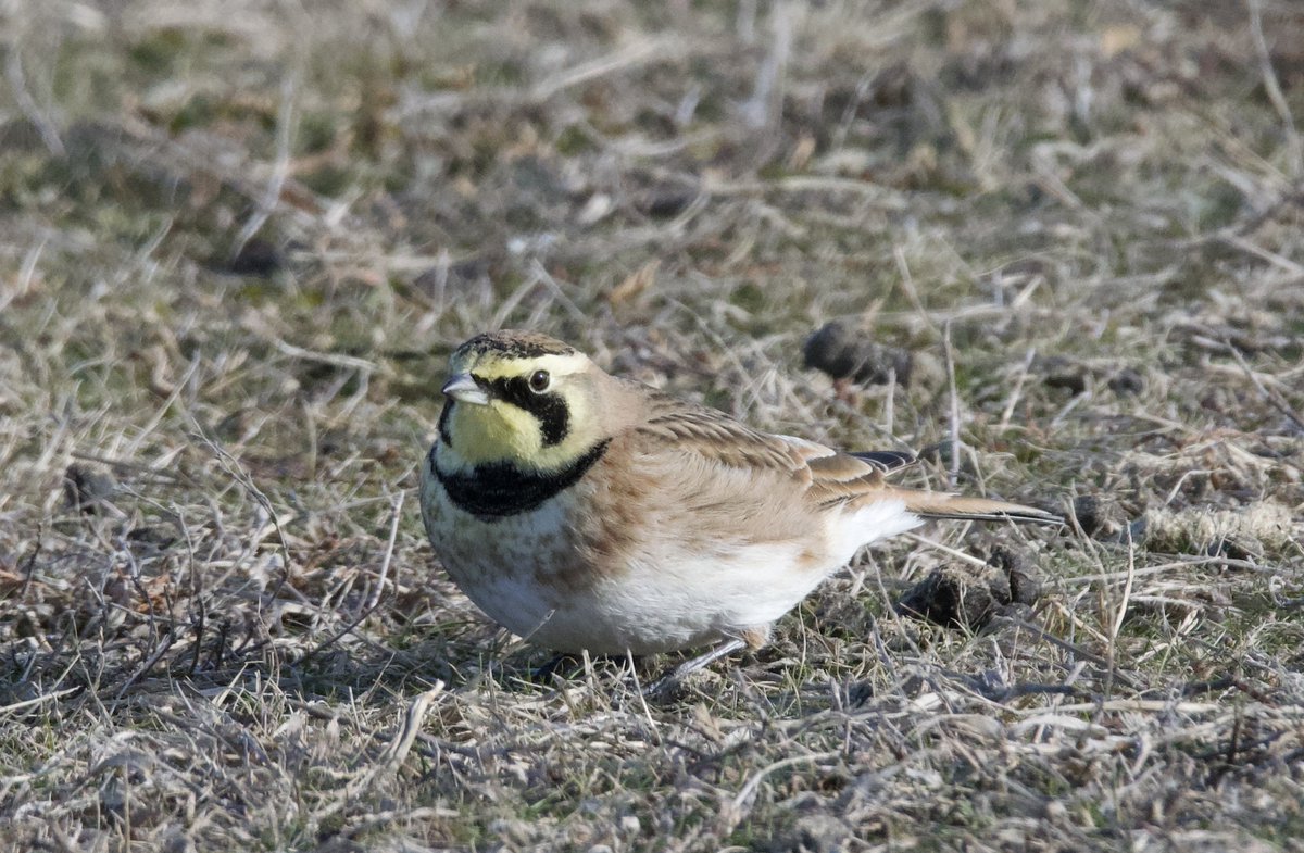 terri needham tweet media