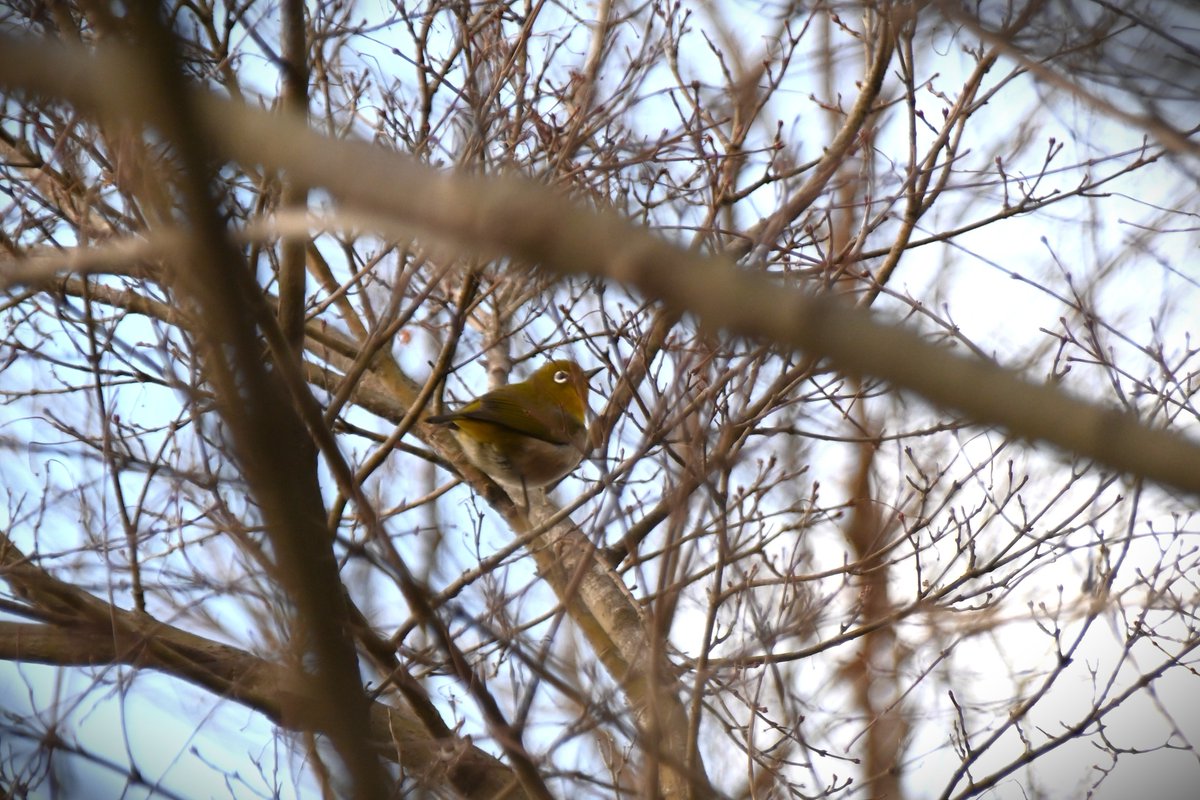 HadanoVC's tweet image. 8時40分の気温1.8度　晴れ
秦野戸川公園周辺は、気温が低く冷たい風が吹いています。雲が少し広がる時間もありますが、#二ノ塔、#三ノ塔 や #大山 の山並みは見えています。
園内では #メジロ や #イソヒヨドリ の姿を観察できました。