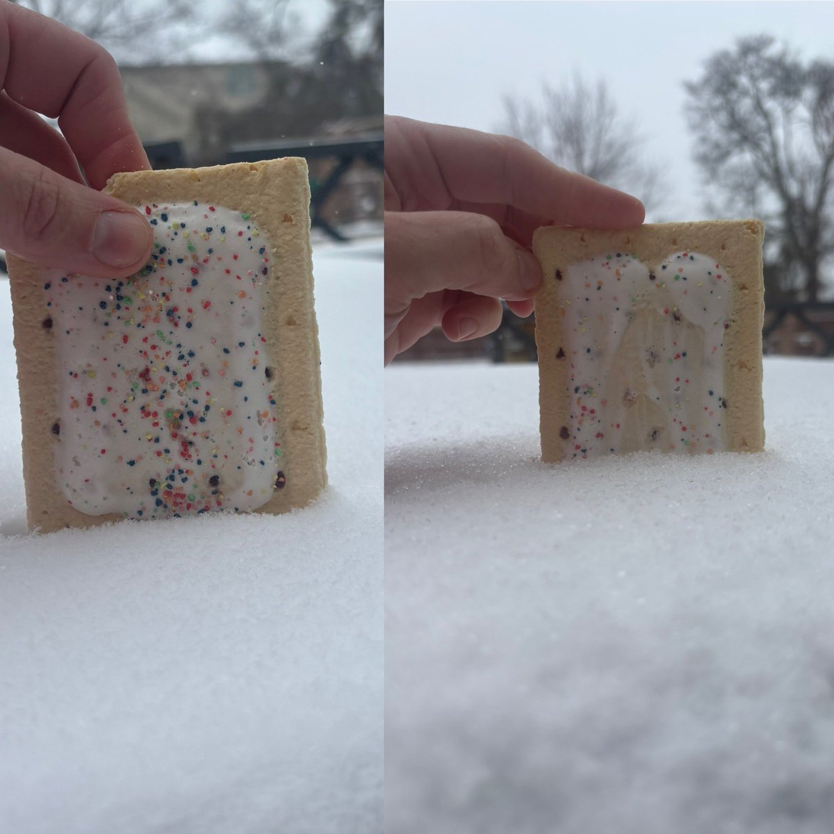 Decide to use a frosted blueberry <a href="/PopTartsUS/">Pop-Tarts</a> as the measuring device for snow here in middle TN.