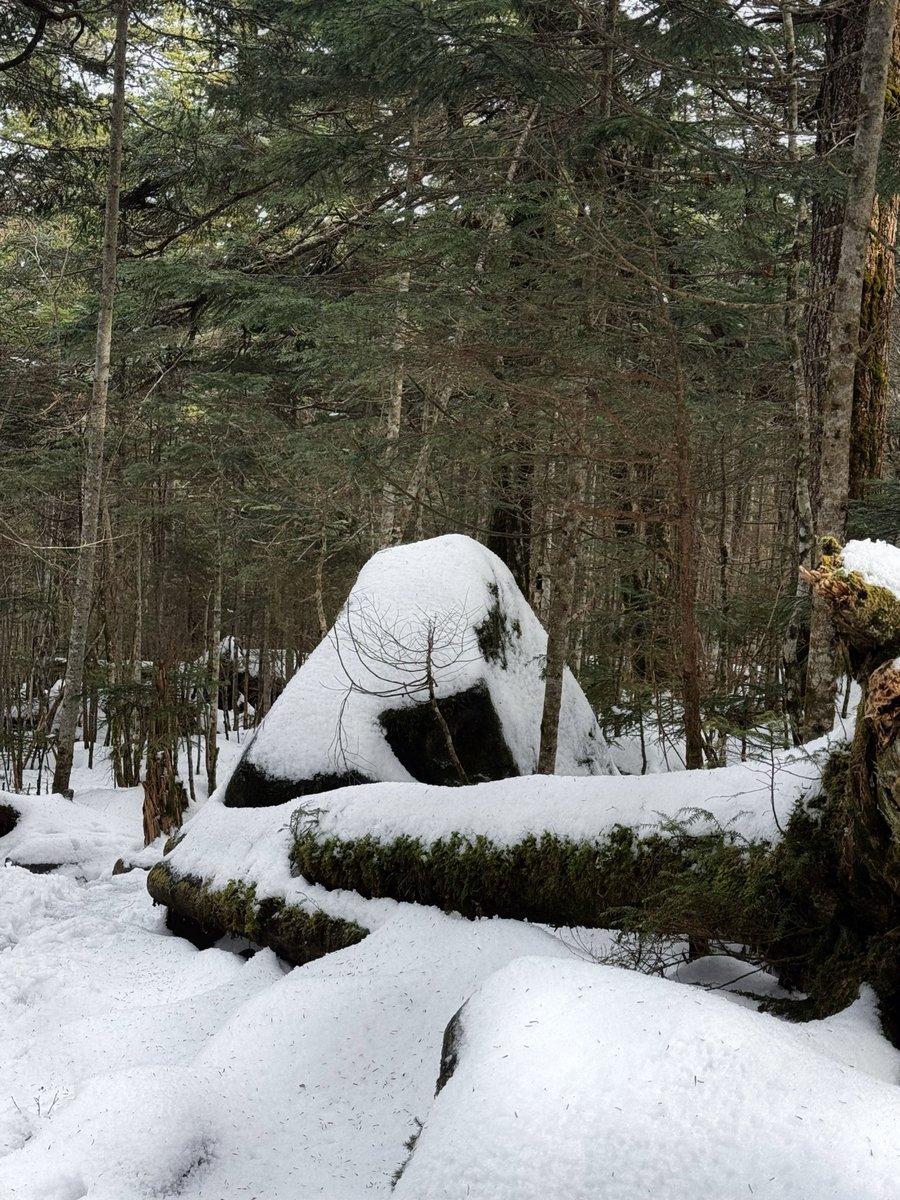 rika_0516nekota's tweet image. 北八ヶ岳にある高見石（2225ｍ）に登りました。

高見石は「日本の貴重なコケの森」に選定されていて、コケの三大聖地のうちの一つらしいです。雪の間からコケがついた岩がポコポコ出ていて可愛かった🦆🪨…