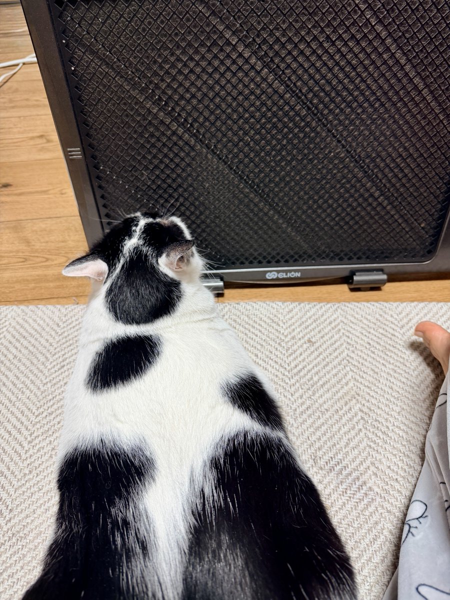 ohmir's tweet image. 히터 켜는 소리 듣고 고양이 내려옴