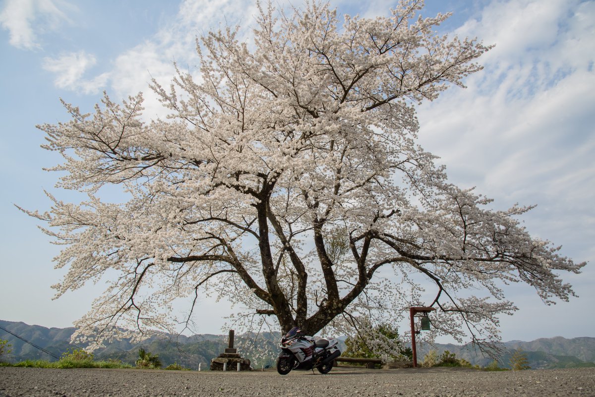 みゃあ 寒いので桜の画像でTLを埋めよう #kawasaki #zx14R #六眼魔神
