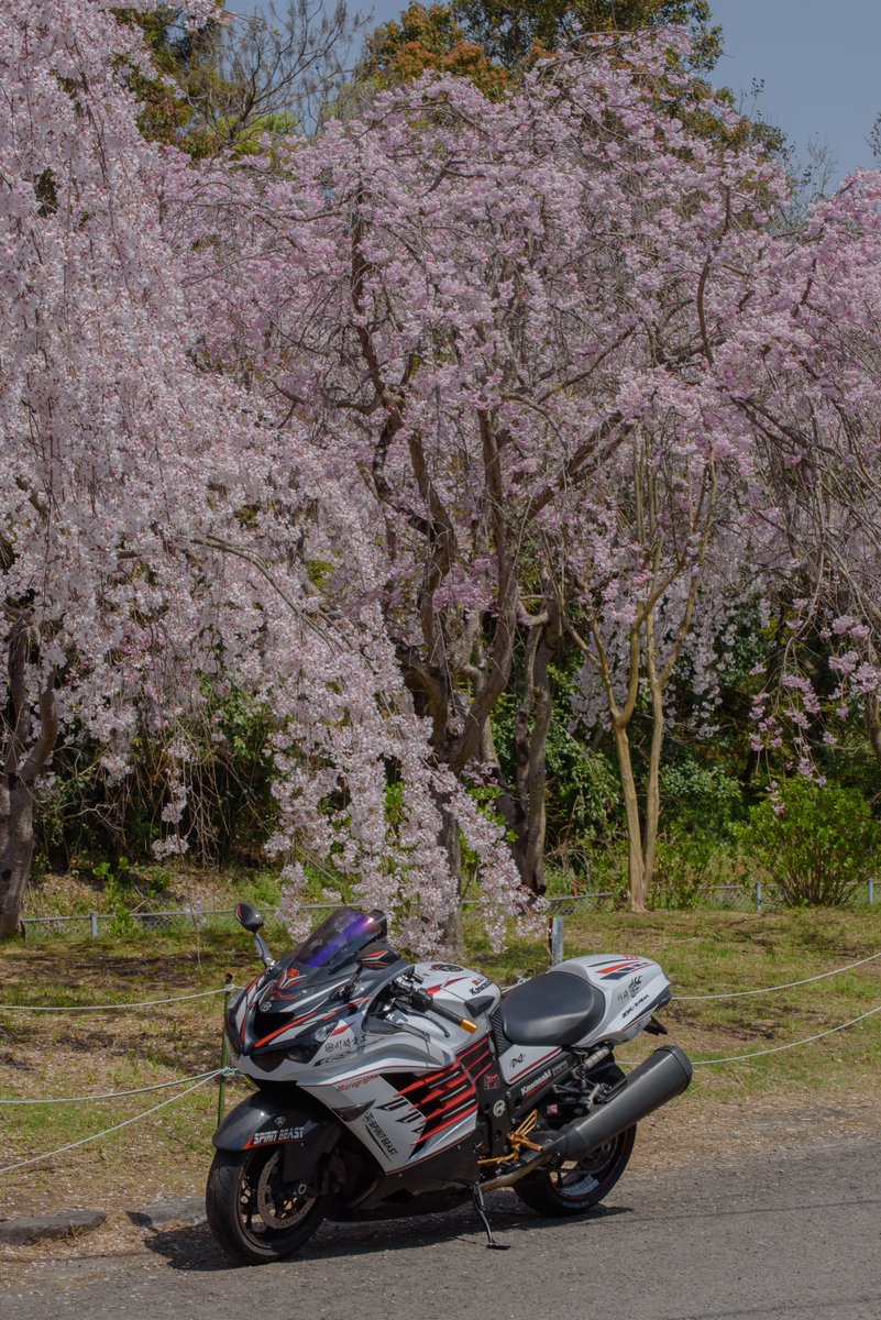 寒いので桜の画像でTLを埋めよう #kawasaki #zx14R #六眼魔神