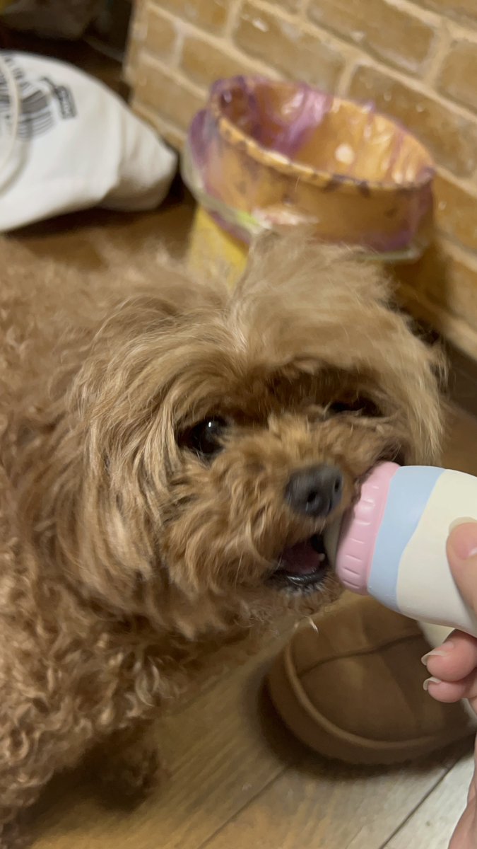 もさってきよるわ