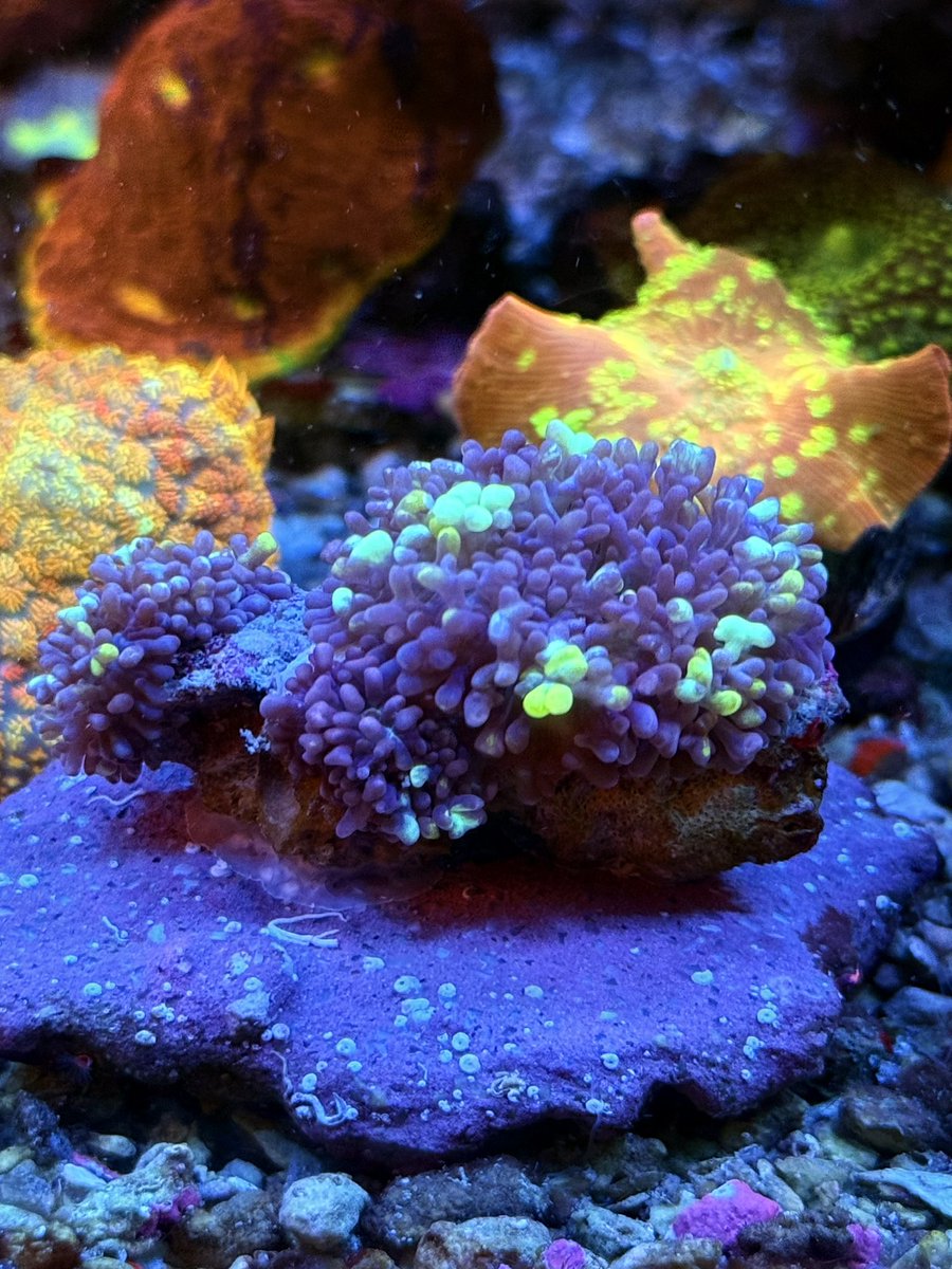 最近出回ってるバウンスディスクを購入して見ました🪸結構綺麗じゃん✨🪸