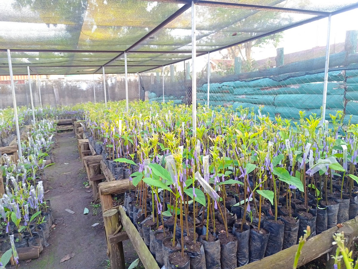 MugabiColline's tweet photo. #GoodForestsFoundationUganda #GFU #Agroforestry #TreeGrowing #ClimateAction #CommunityEmpowerment #SustainableLivelihoods #ForestRestoration #GreenUganda
@GoodForestsUg @JamesThembo_ @FairventuresUg @goodforestsindonesia https://t.co/06h9nb6L9D