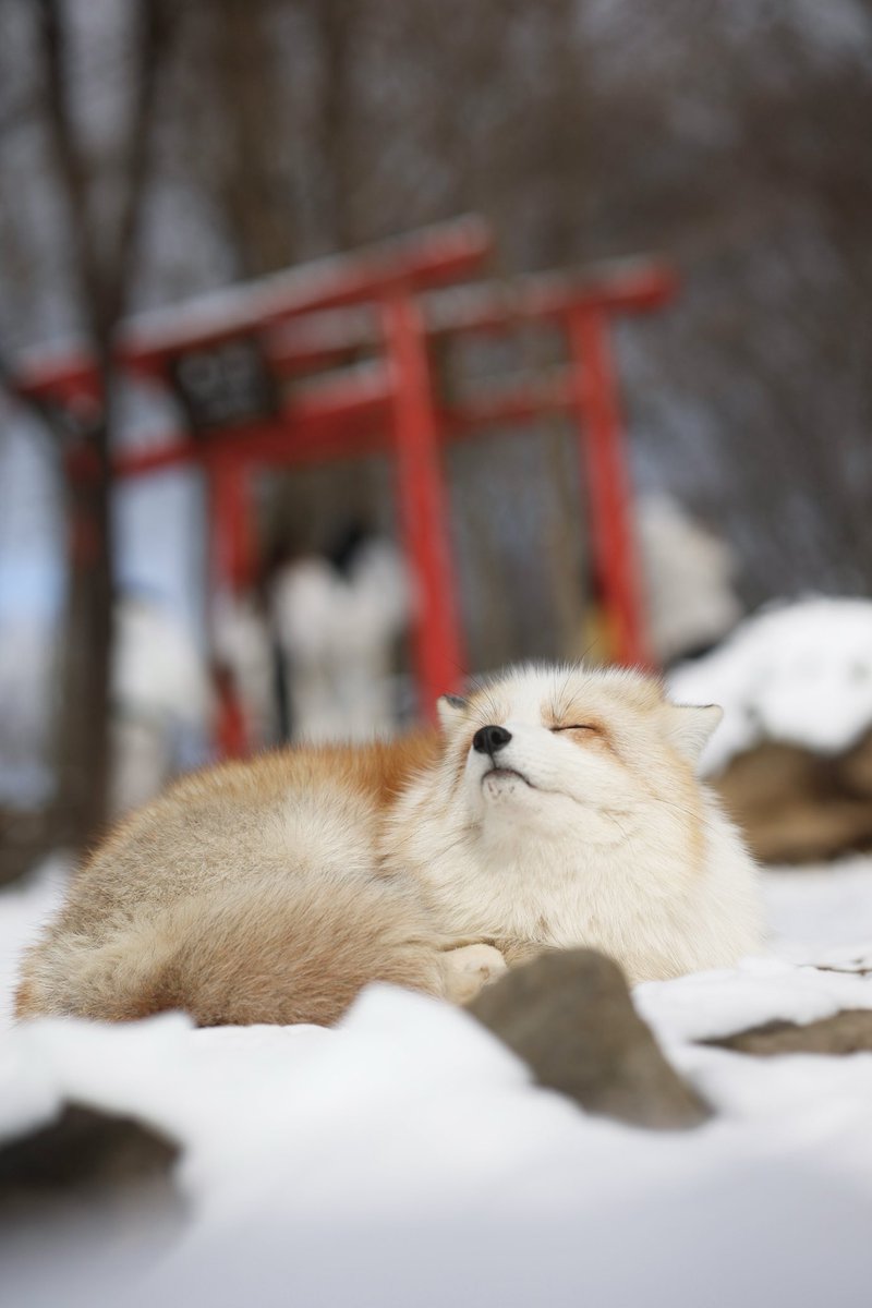 久しぶりに仙人顔のこいた…