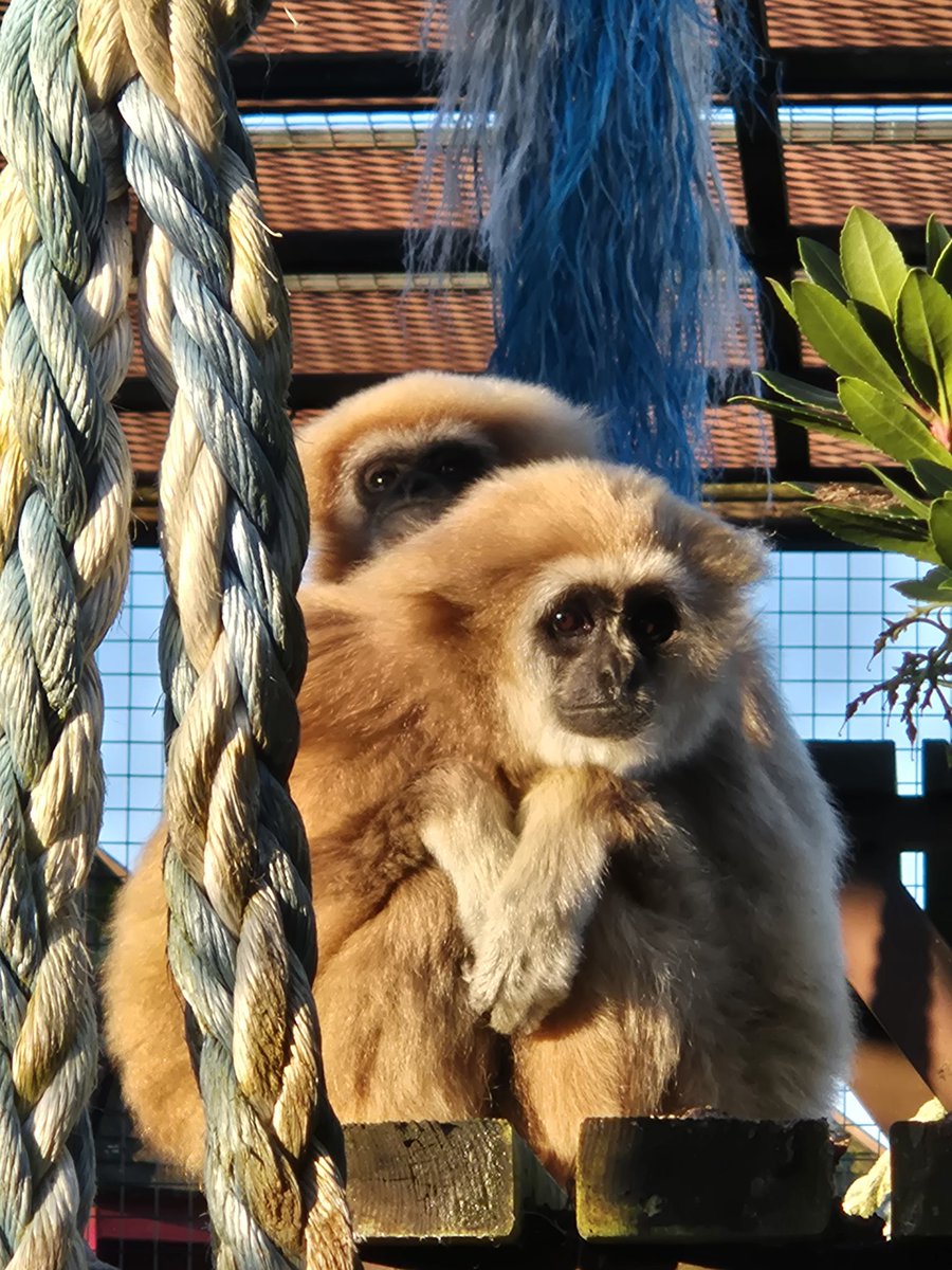 Monkey Haven🐵 tweet media