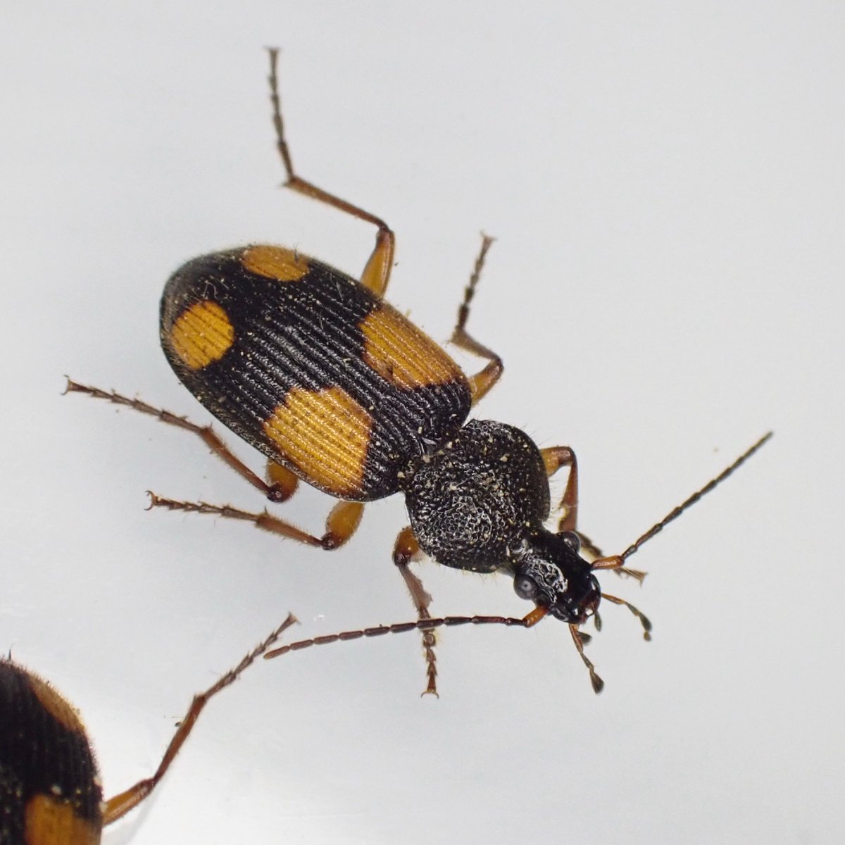 Auripes (@auripes18762) / Posts / X