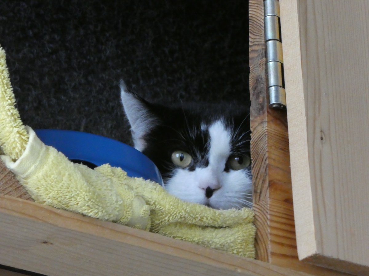 Auch Dorina möchte gerne das Tierheim verlassen, möchte gerne ein neues Zuhause. Dorina ist hier: zuerchertierschutz.ch/de/tierheim/zu… #Katzen