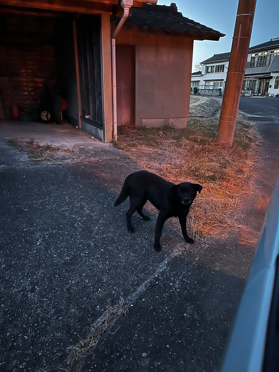 hateeeeeee's tweet photo. 【緊急拡散】迷子犬発見

黒ラブラドール♂・まだ子犬っぽい
11月頃からこの辺りをウロウロ中

警戒心強く近づけず。おやつ置いたら食べました😢

保護できず…飼い主さん、心当たりある方DMください！

場所：福島県いわき市久之浜町、大久町、双葉郡広野町

#迷子犬 #黒ラブ #拡散希望 #保護 https://t.co/QkJR8EqdR9