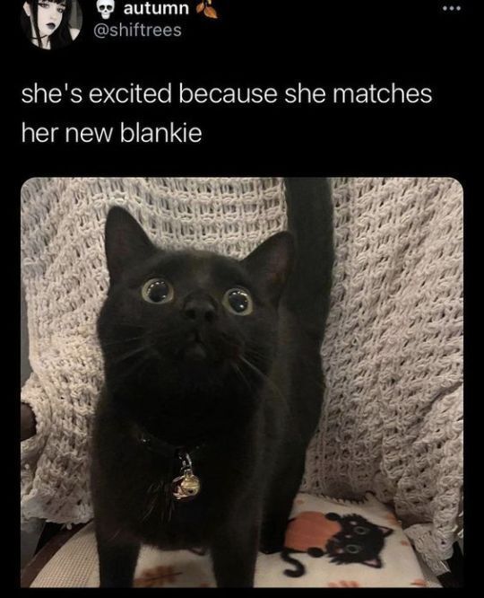 Cat TikToks (@cattiktoks) on Twitter photo 