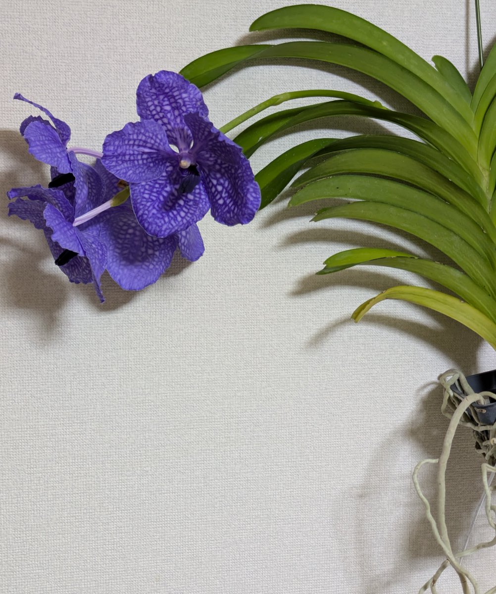 microuniverse2's tweet photo. 比較的新しい品種らしいバンダが開花のピークに　思っていたより青みは薄いけど、環境のこともあるしこんなものなのかも　しかしいい加減花茎の仕立て���習得した方がよさそう https://t.co/1UsdoC9krV