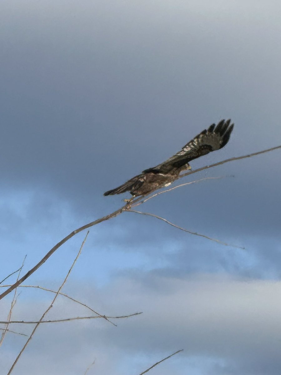Türkiye’nin en yaygın yırtıcı kuşlarından biri.
Kemirgenlerle beslendiği için tarım alanlarında doğal dengeyi sağlar.
Bir dalın ucunda, rüzgârla birlikte denge kuran bir kızıl şahin…
Avını değil, sabrı temsil ediyor sanki.
Doğada güç bazen kanat çırpmakta değil, beklemekte