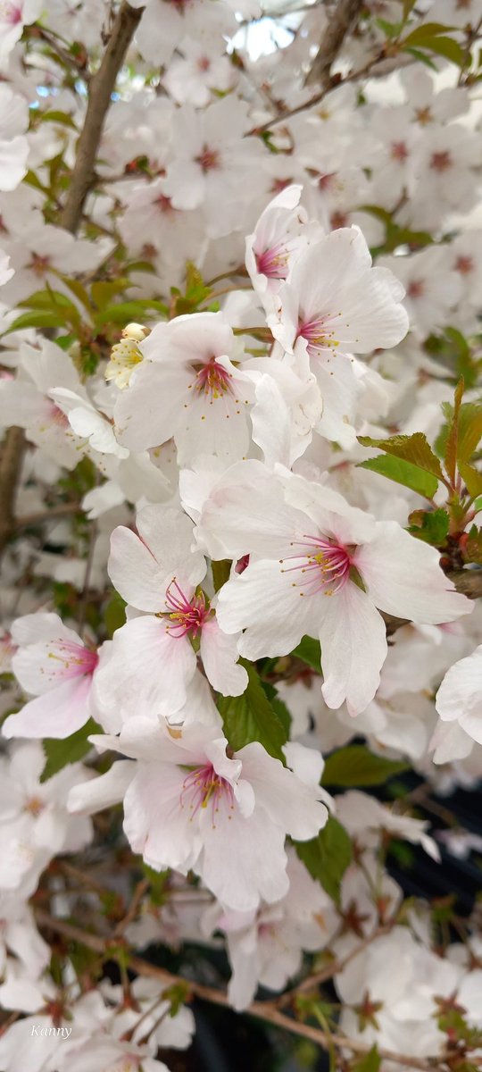 Kanny (@claudiamelissen) on Twitter photo 