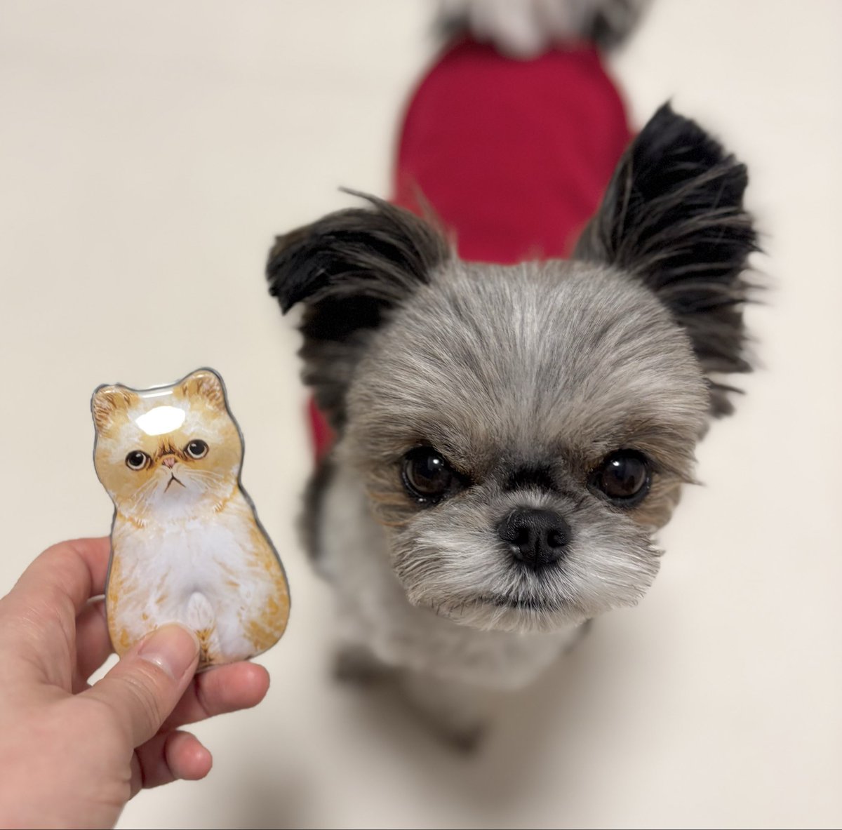 カルディで見つけた猫缶
ののちゃんのおやつ缶にしよう
