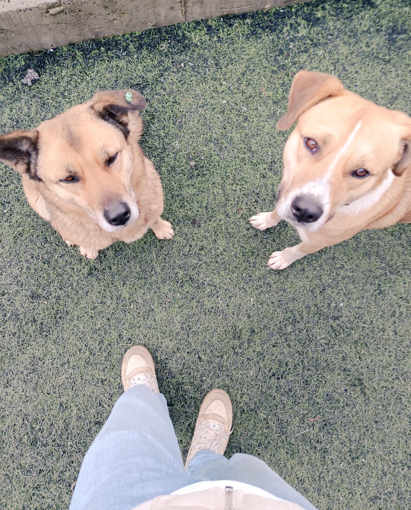 Şu iki şapşiğe bakarmısınız🐶