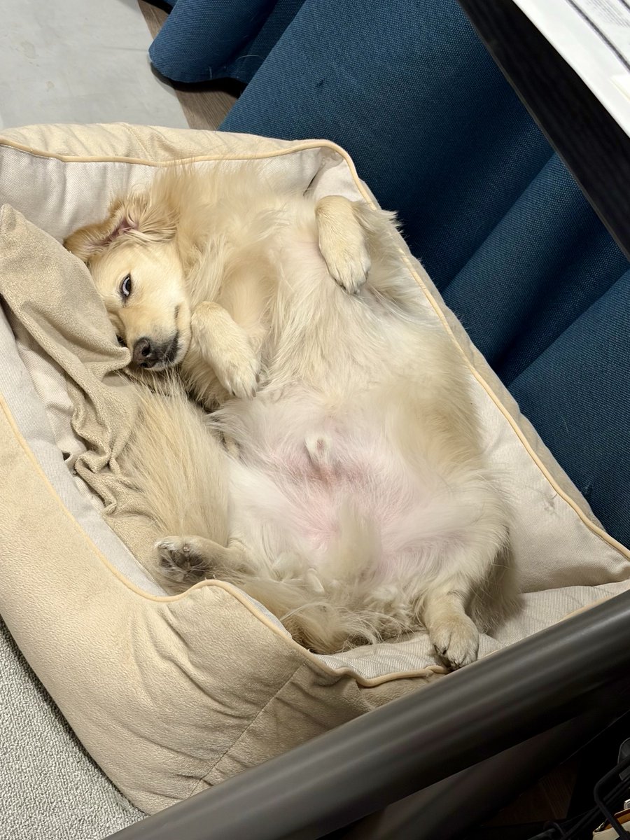 ポメックスのとろろくん (@monaka_0507) / Highlights / X